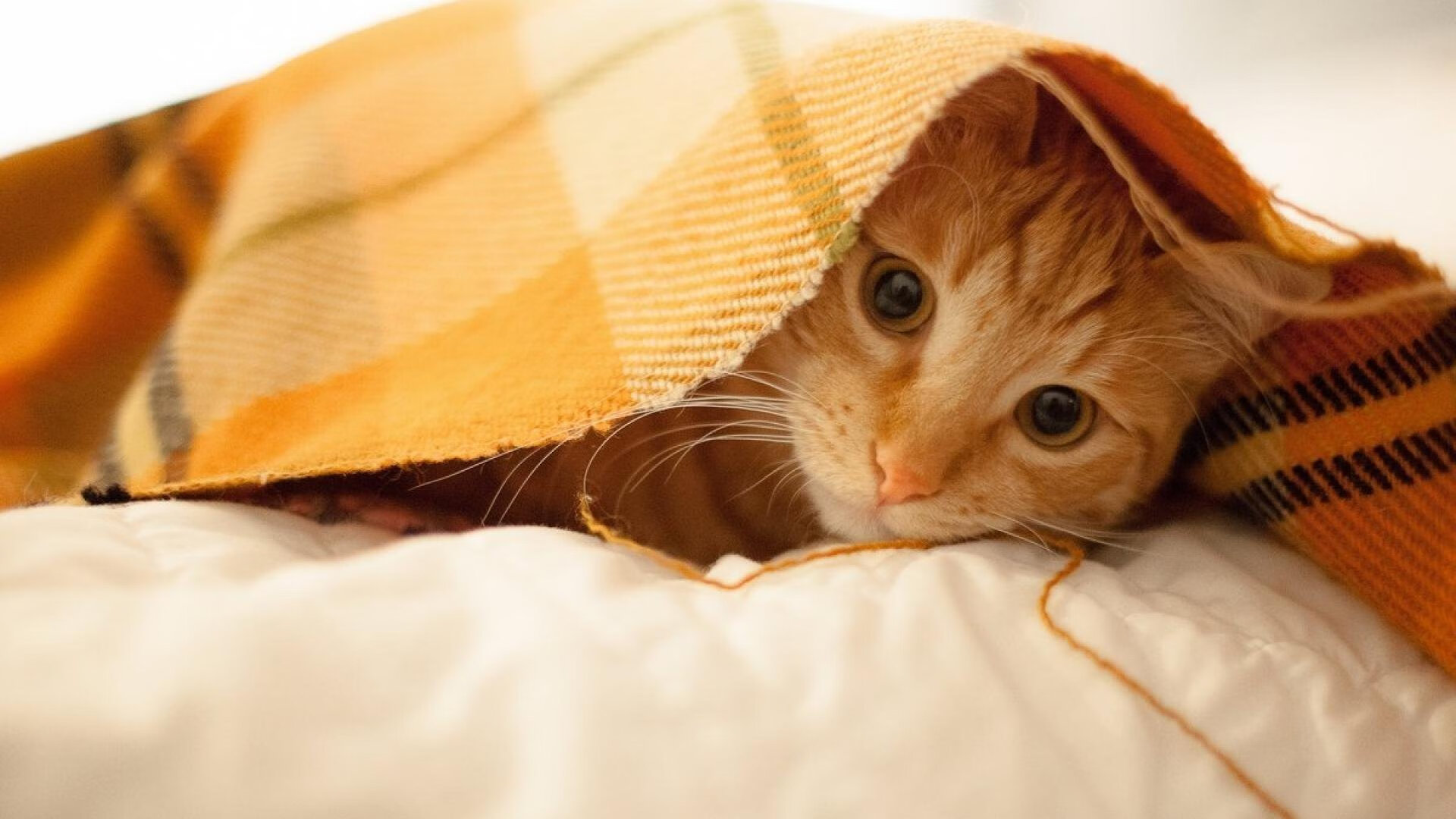 九游官网主页-CBA赛季焦点赛事精彩纷呈，cba2021-2022全场回放