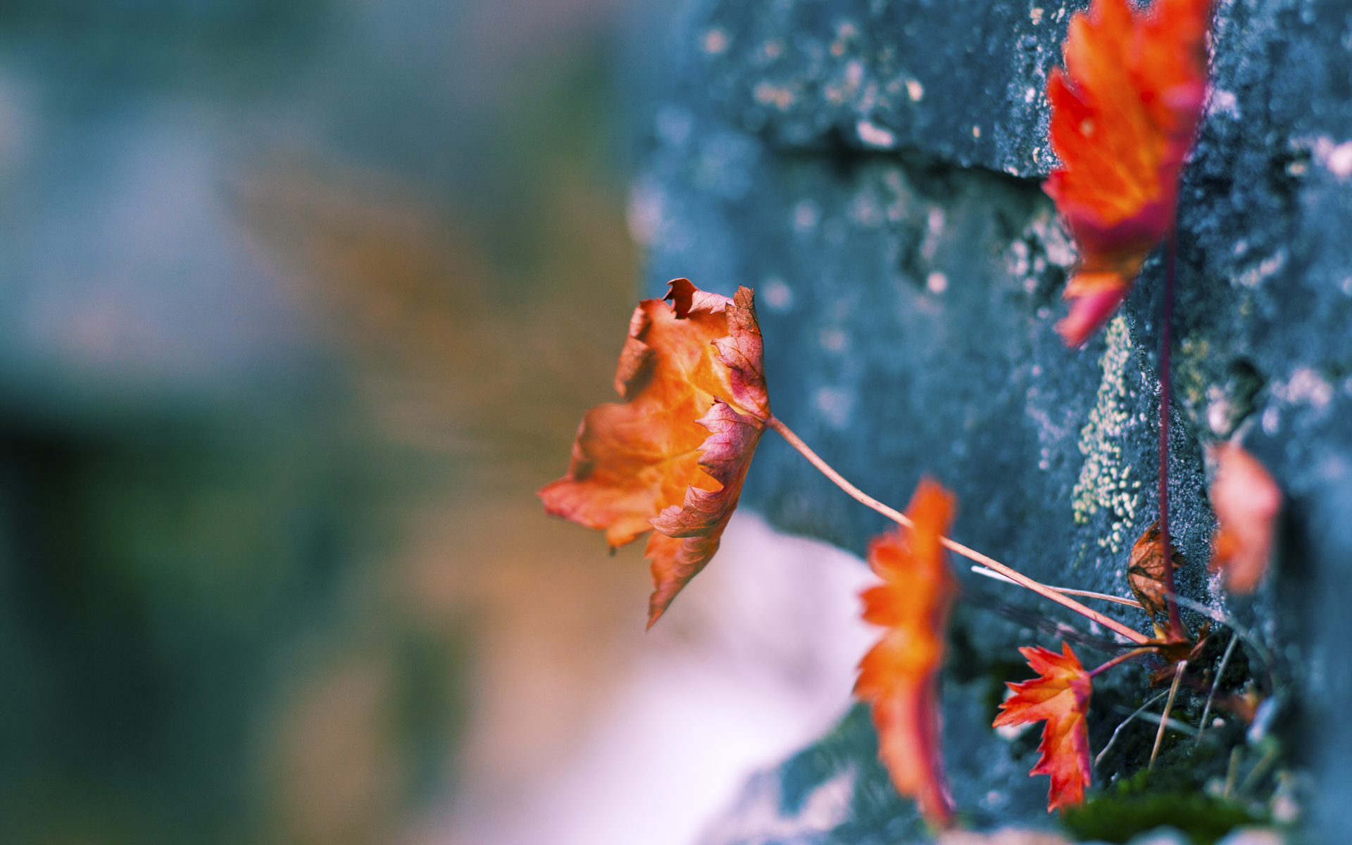 九游（jiuyou.com）游戏-KPL秋季赛赛程出炉强队激战一触即发，kpl秋季赛2021时间表