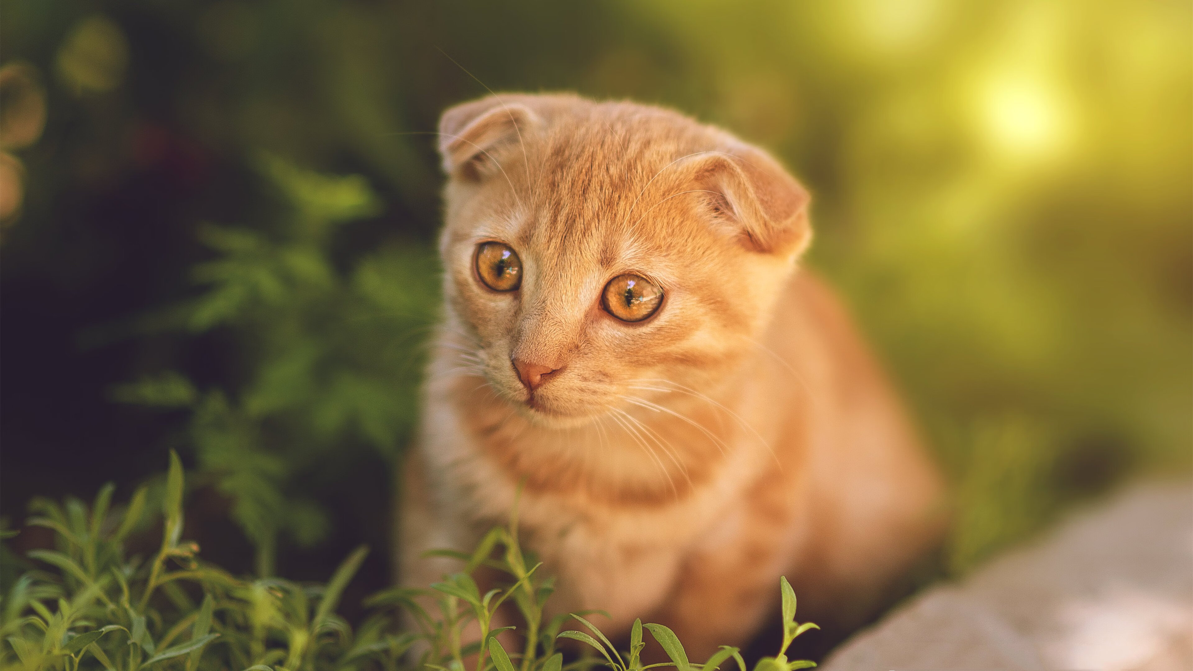 九游（jiuyou.com）游戏-印度队在2024年世界杯中的全新阵容与出色表现，印度世界杯退赛