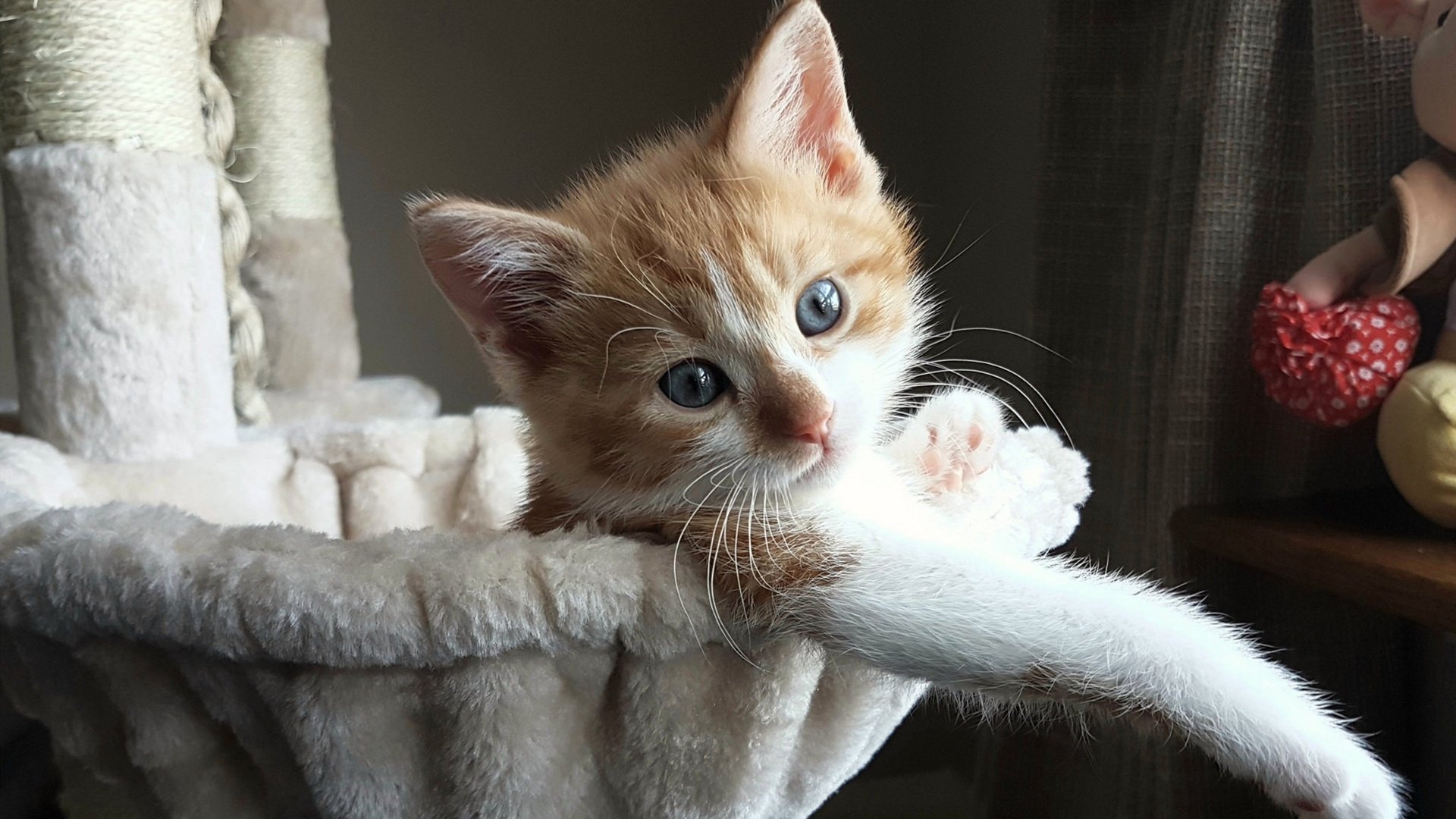 弗赖堡站位灵活打出多线推进模式，弗赖堡对多特蒙德比分预测