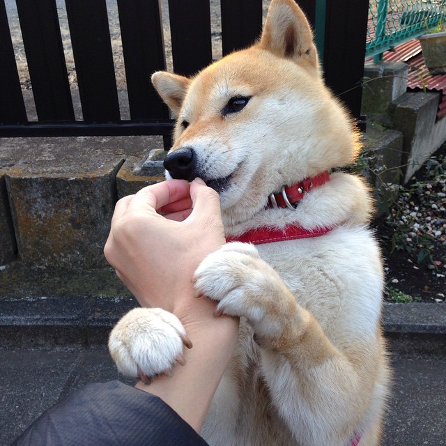 九游娱乐中心-门兴格拉德巴赫边锋速度成为制胜关键，门兴格拉德巴赫实力怎么样