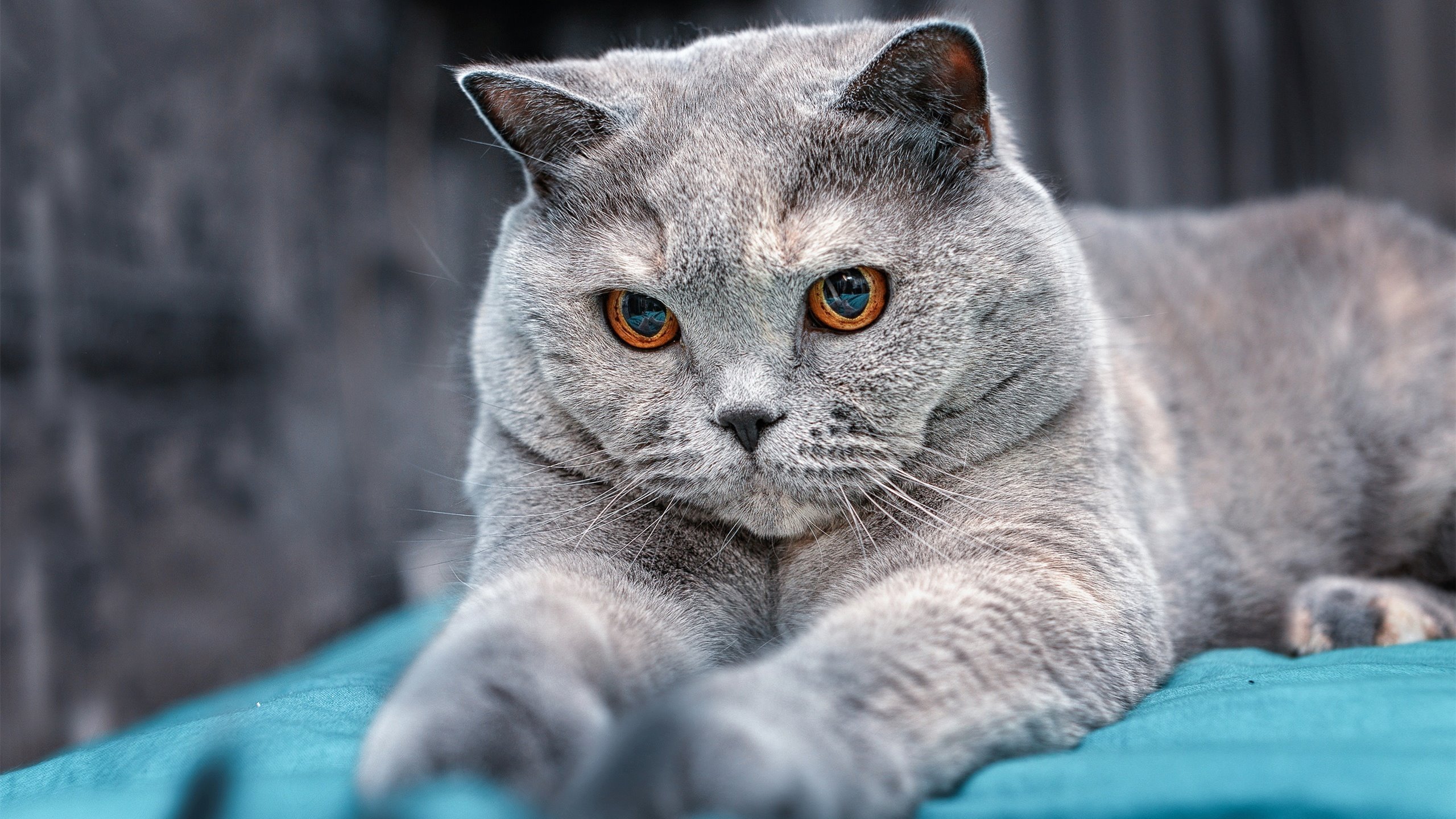 门兴格拉德巴赫边锋速度成为制胜关键,门兴格拉德巴赫实力怎么样