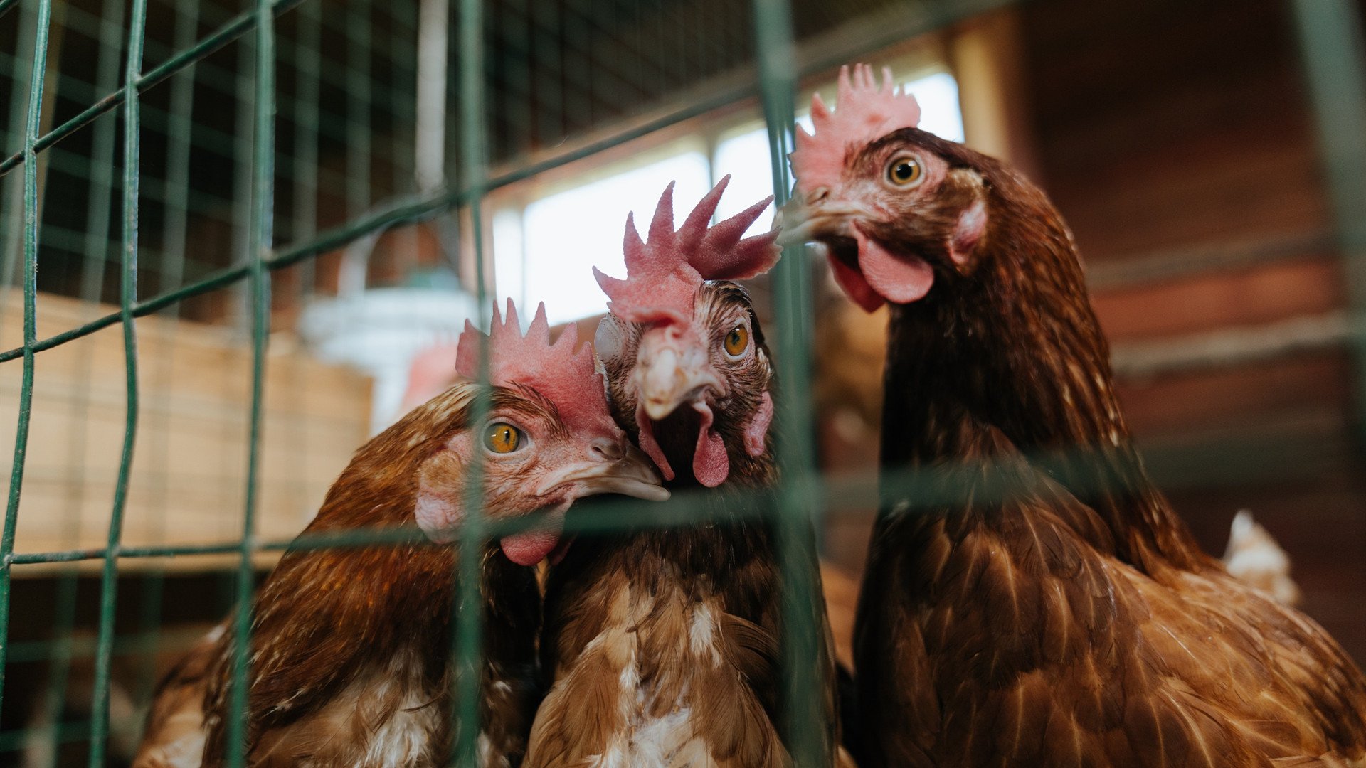 九游下载中心-东京奥运会最新动态 金牌榜变化解读，东京奥运会金牌实况