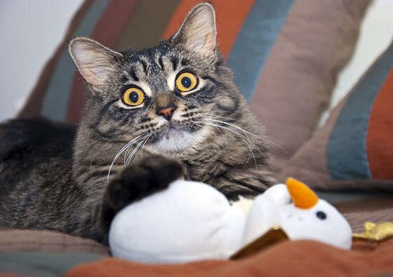 史密斯决赛精彩瞬间成为焦点，史密斯决赛精彩瞬间成为焦点了吗