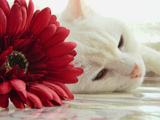 摩纳哥蝶泳项目发挥稳定,2021摩纳哥游艇展