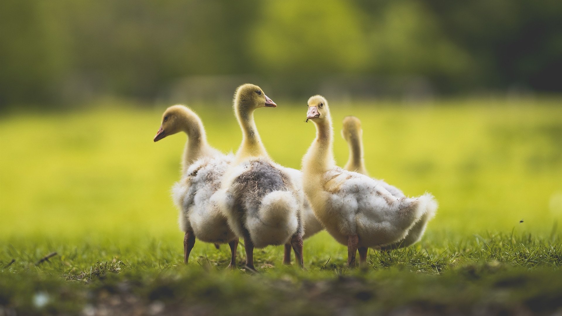 九游娱乐官网 (jiuyou)-格鲁吉亚女篮在欧洲锦标赛中表现优异，期待突破，格鲁吉欧女王vs