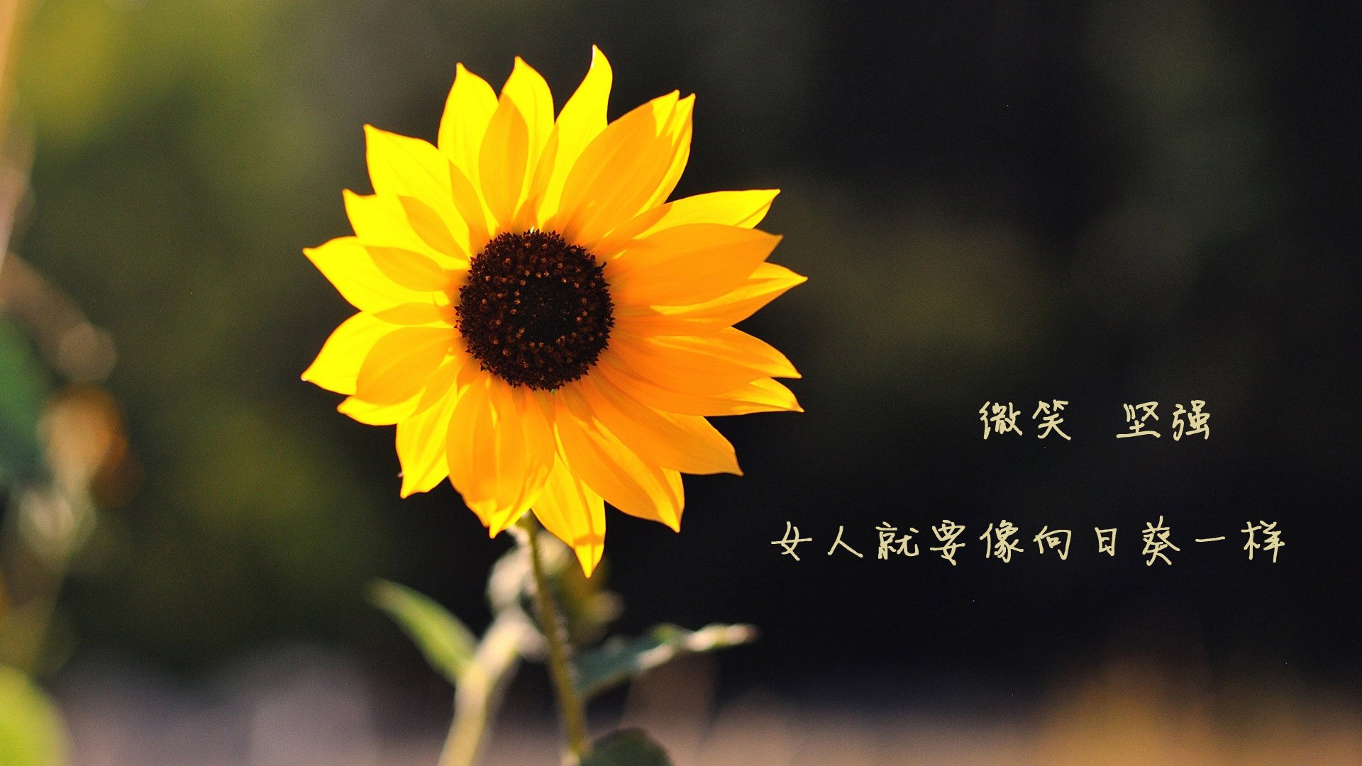 水球进攻端希腊队多点开花,希腊女子水球