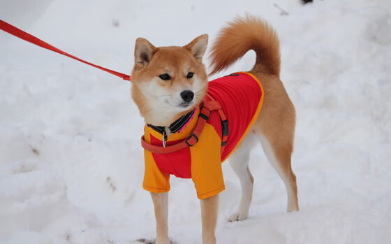 篮球联赛季后赛队伍分析，篮球联赛季后赛队伍分析图