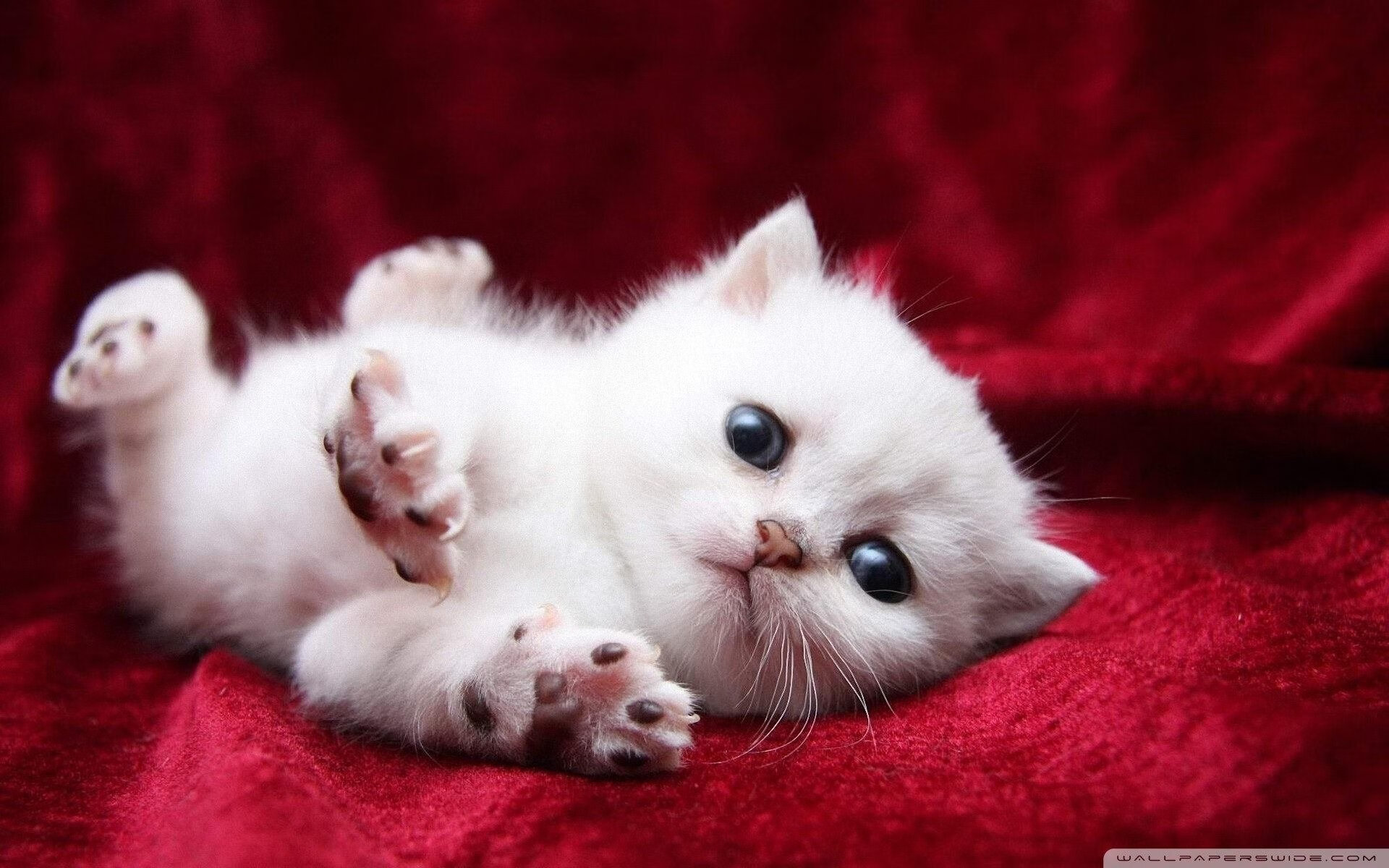 职业联赛设立发展球员观察名单鼓励长期培养，职业联赛和发展联赛